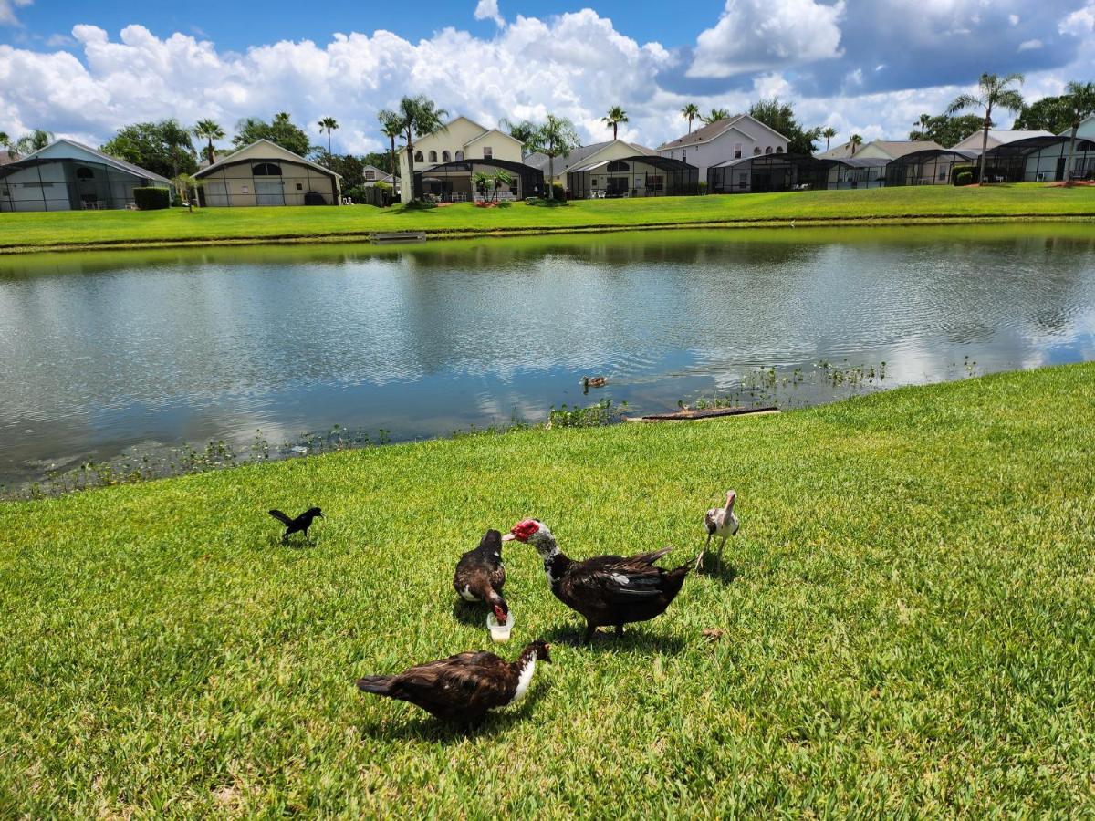 Fully Renovated, Quiet, Spacious Disney Themed Pool Home With Office Kissimmee Esterno foto